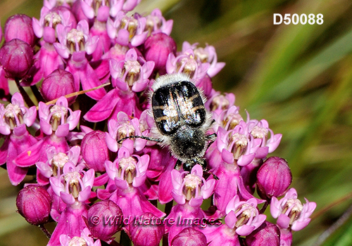 Trichiotinus assimilis, Scarabaeidae